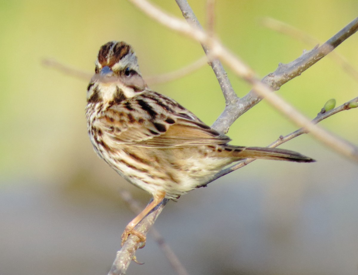 Song Sparrow - Bill Carrell