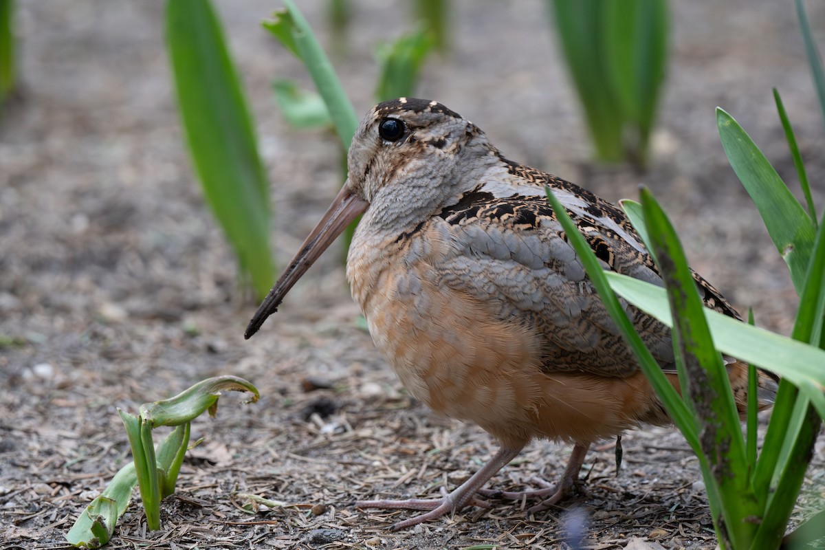 American Woodcock - Ben H