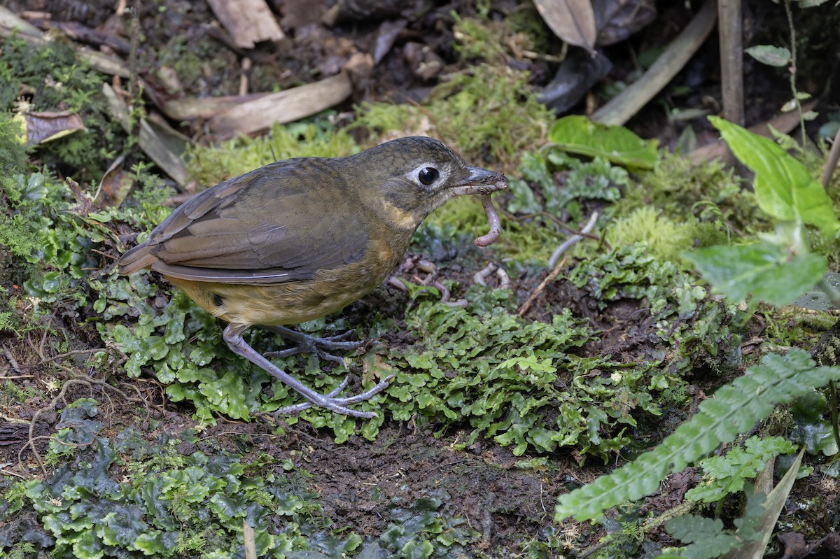 Plain-backed Antpitta - ML617334992