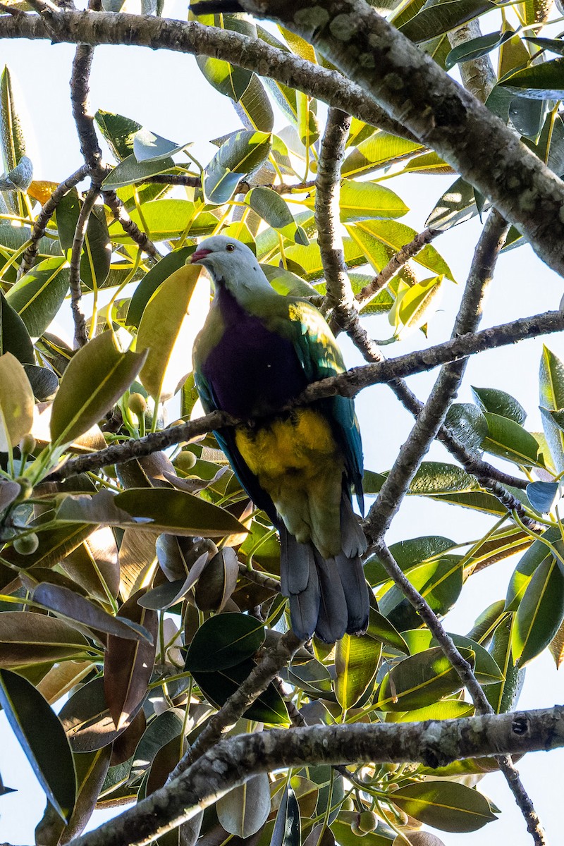 Wompoo Fruit-Dove - ML617334995