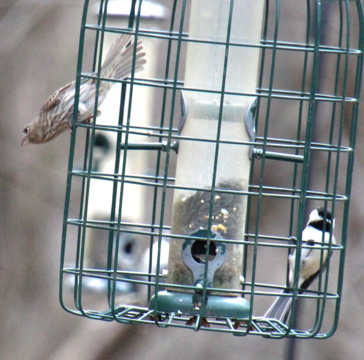 House Finch - ML617335007