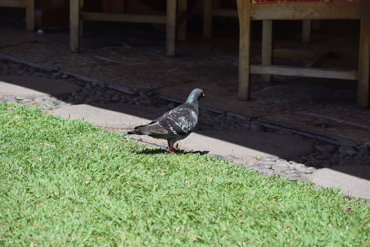 Rock Pigeon (Feral Pigeon) - ML617335020