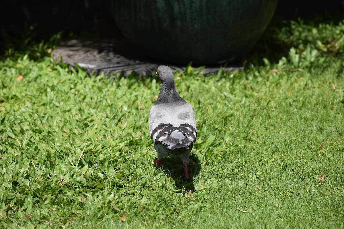 Rock Pigeon (Feral Pigeon) - ML617335021