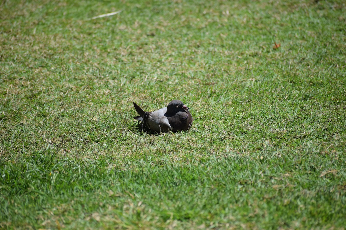 Rock Pigeon (Feral Pigeon) - ML617335022