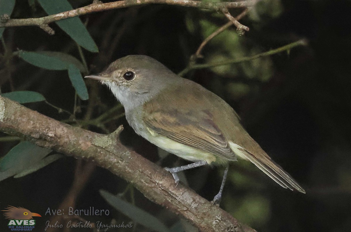 Fulvous-crowned Scrub-Tyrant - JULIO CESAR CASTILLO YAZAUSKAS