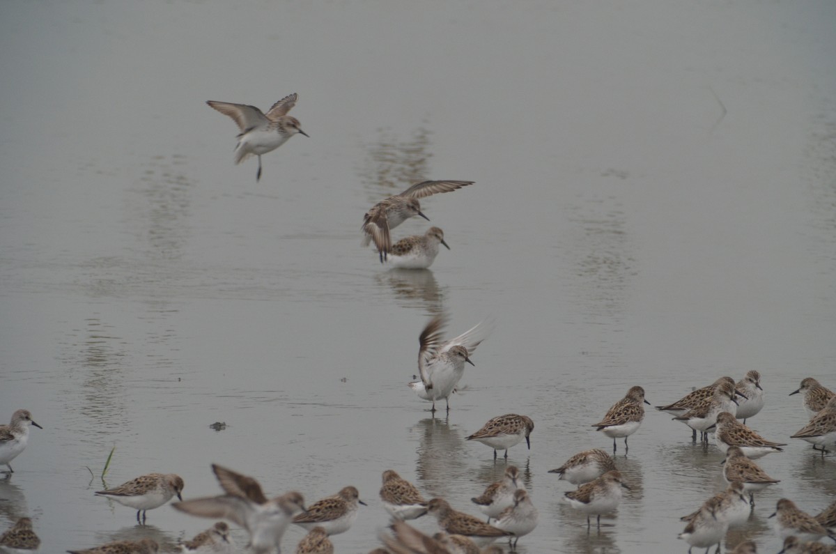 Semipalmated Sandpiper - ML617335029