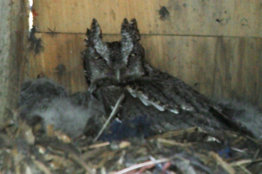 Eastern Screech-Owl - ML617335032