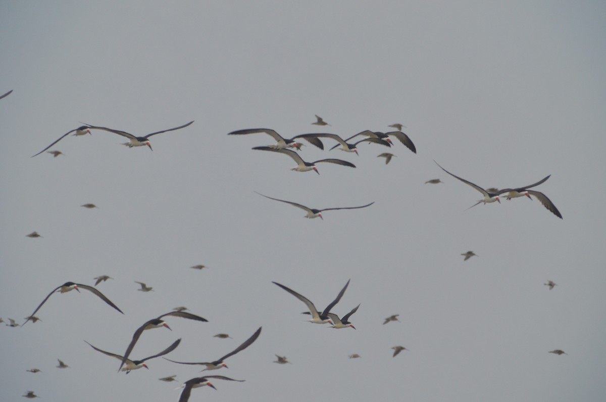 Black Skimmer - ML617335033