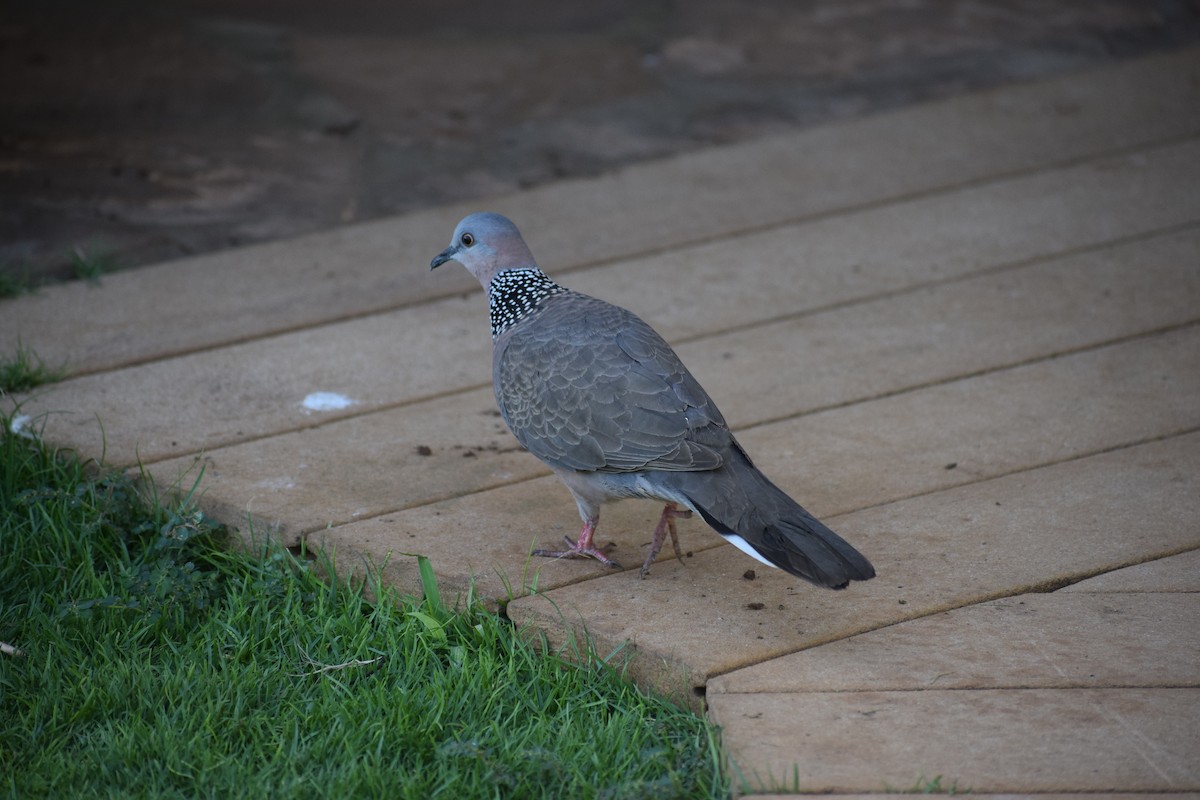 Spotted Dove - ML617335037
