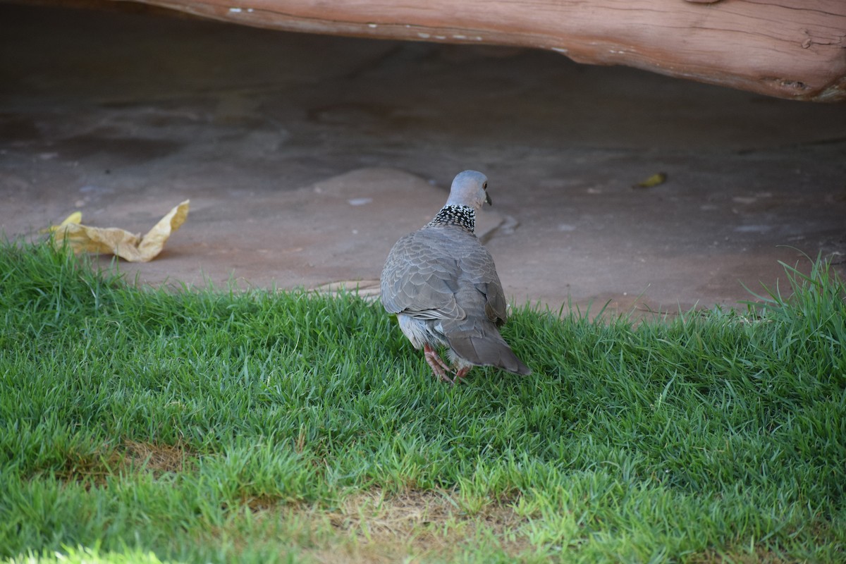 Spotted Dove - ML617335038