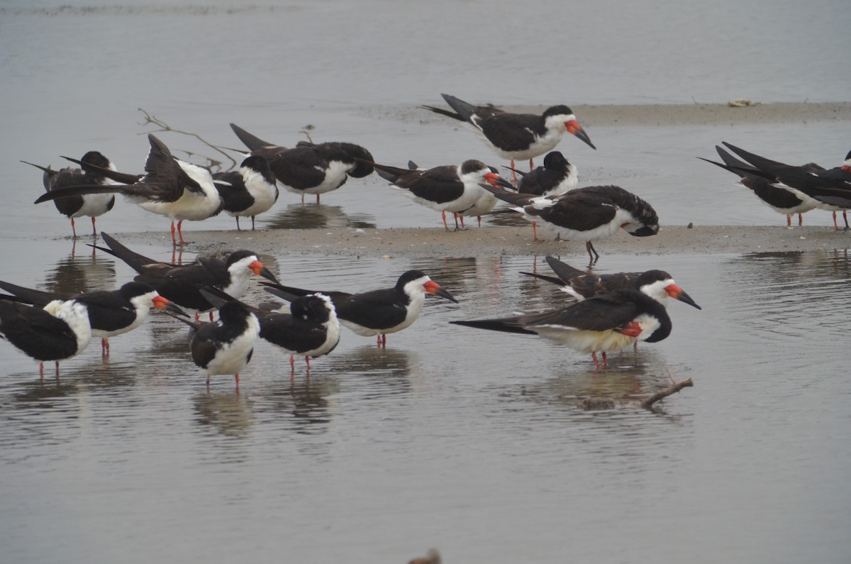 Black Skimmer - Brian Quindlen