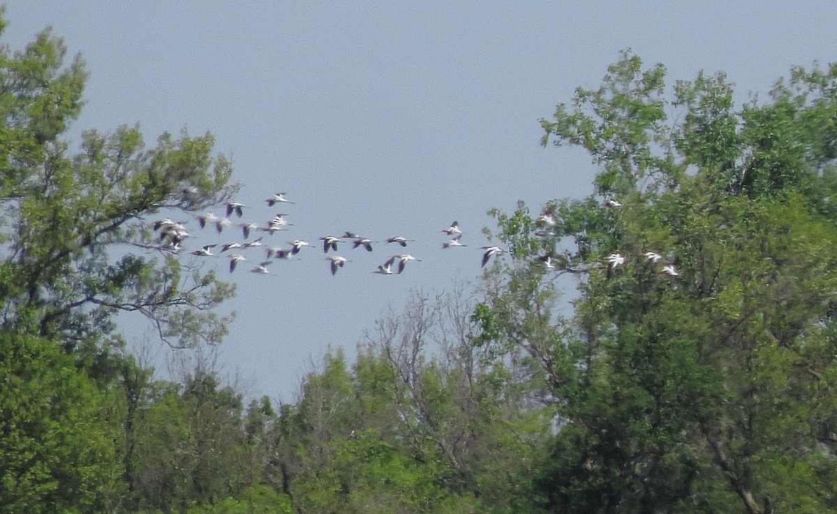 American Avocet - ML617335043