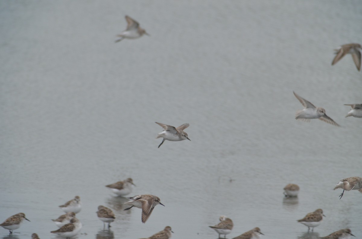 Semipalmated Sandpiper - ML617335047