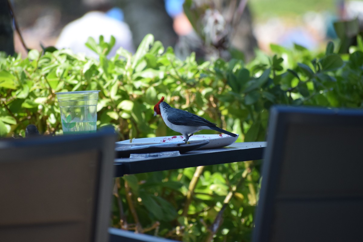 Red-crested Cardinal - ML617335049