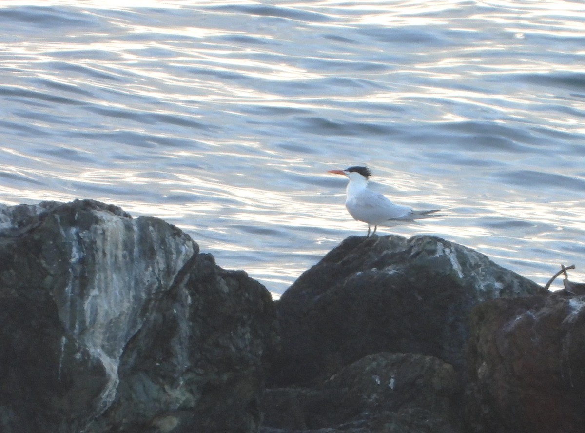 Royal Tern - ML617335078