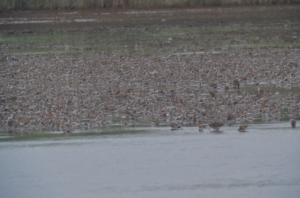 Semipalmated Sandpiper - ML617335087