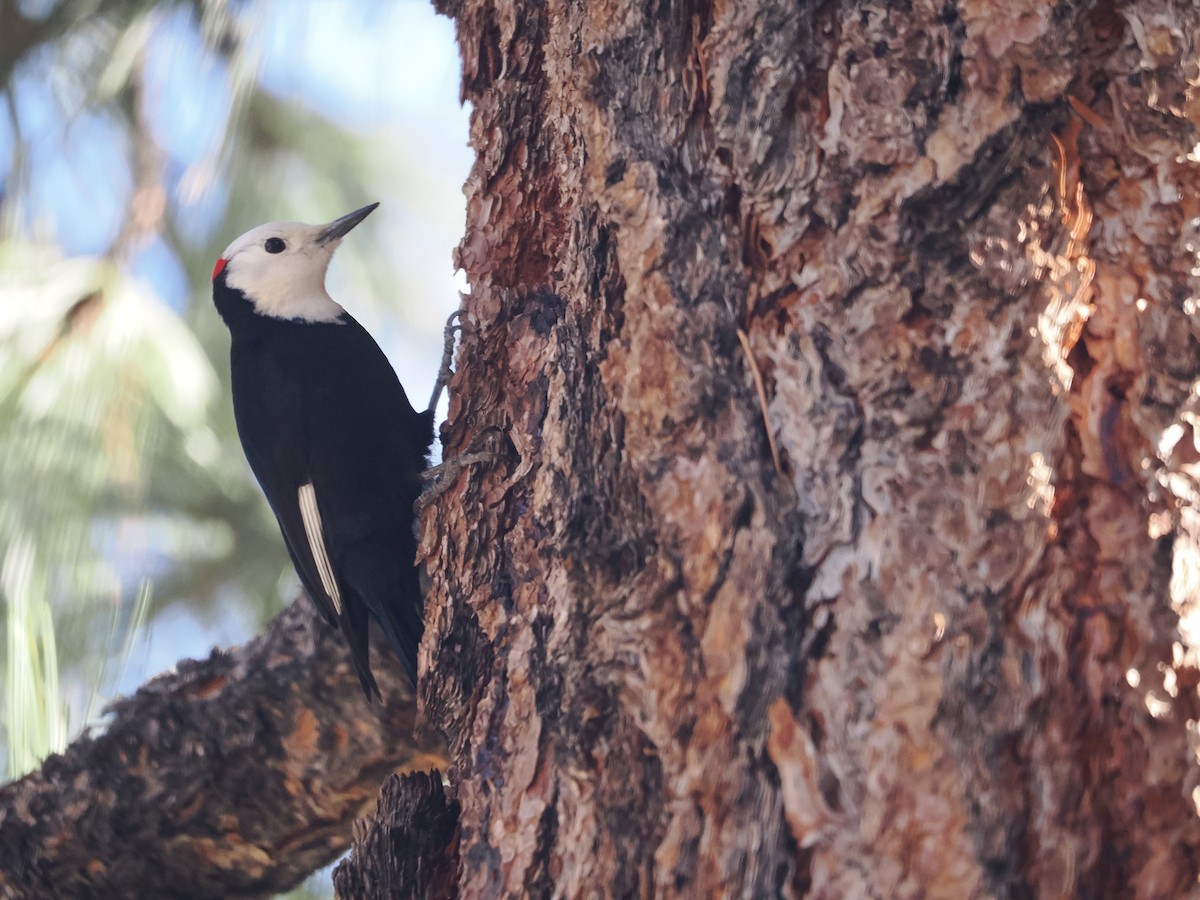 White-headed Woodpecker - Alexander Linton