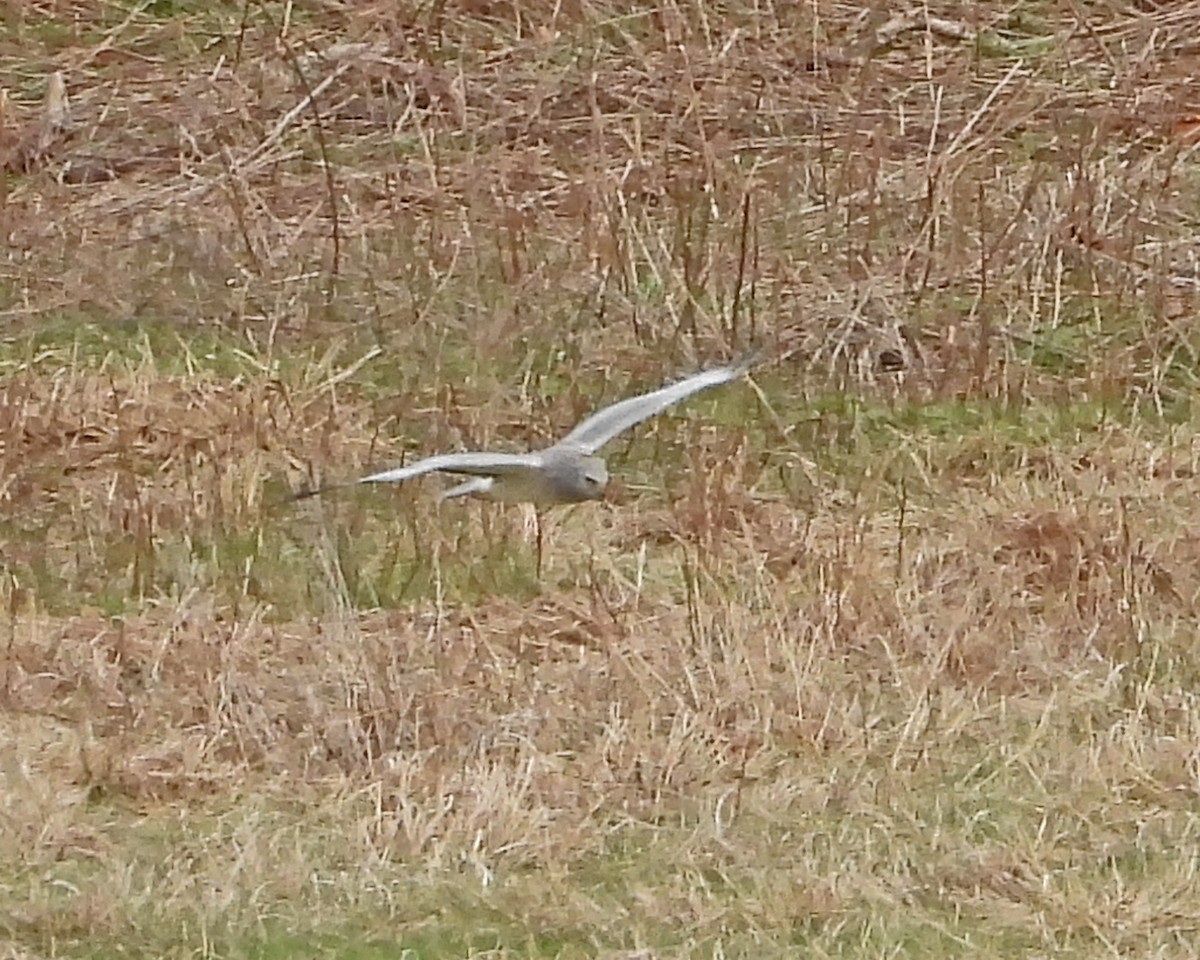 Northern Harrier - Aubrey Merrill