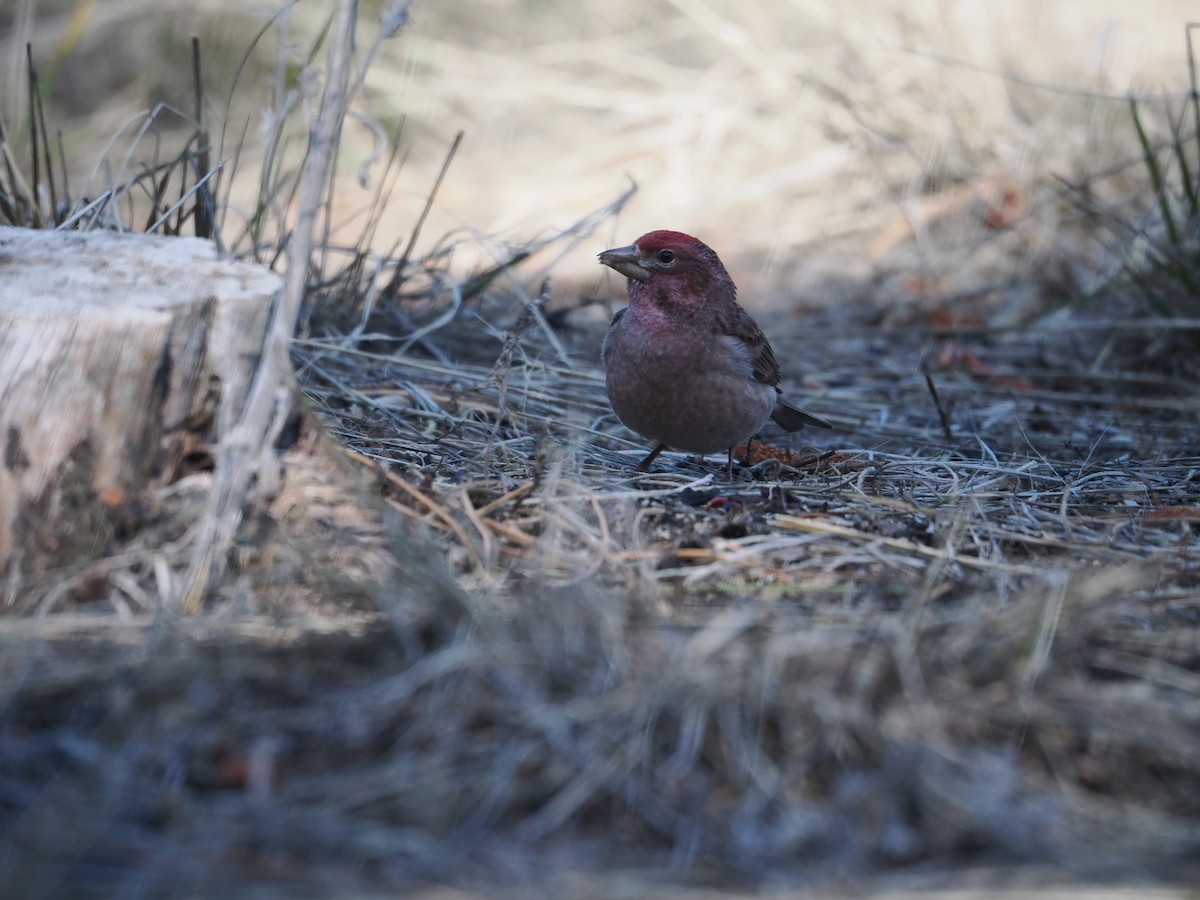 Cassin's Finch - Alexander Linton