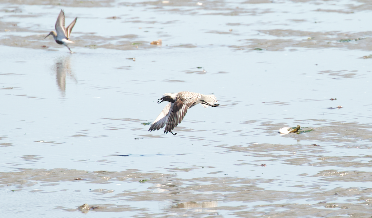 Black-bellied Plover - ML617335134