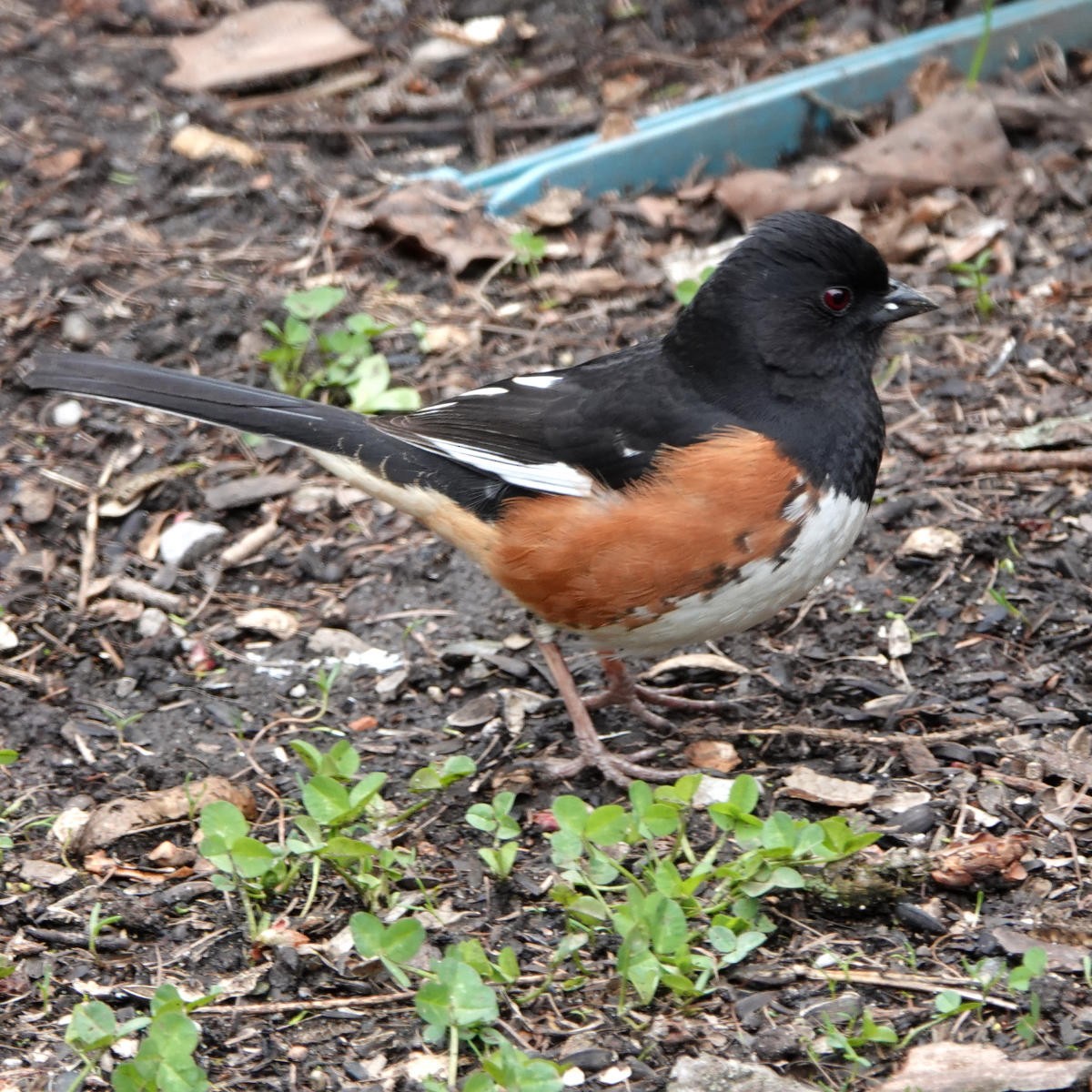 Eastern Towhee - ML617335140