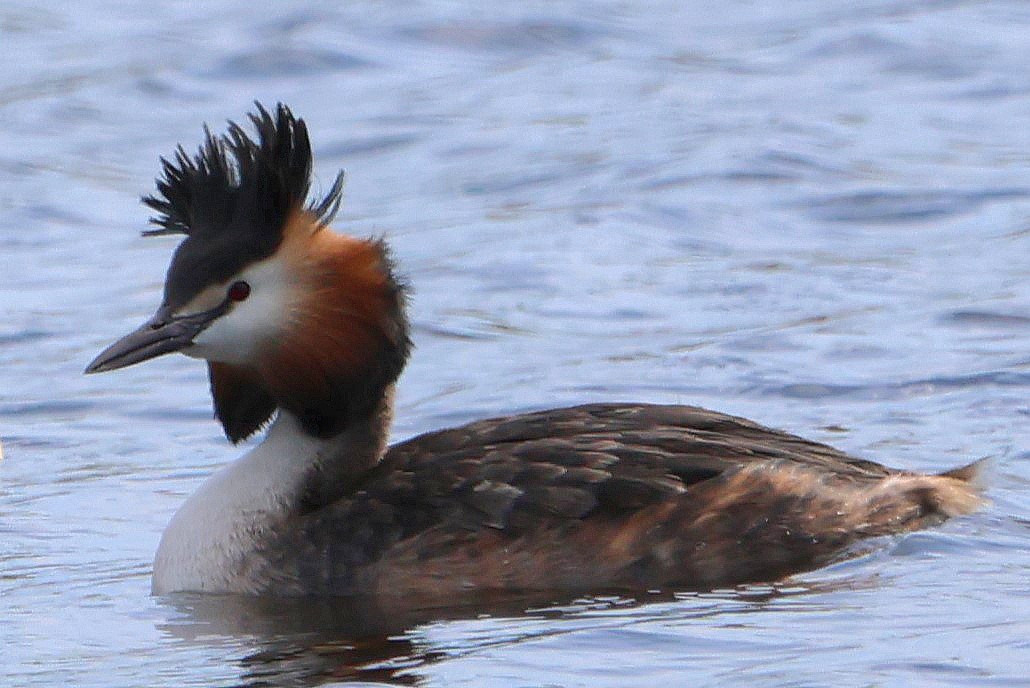Great Crested Grebe - ML617335142