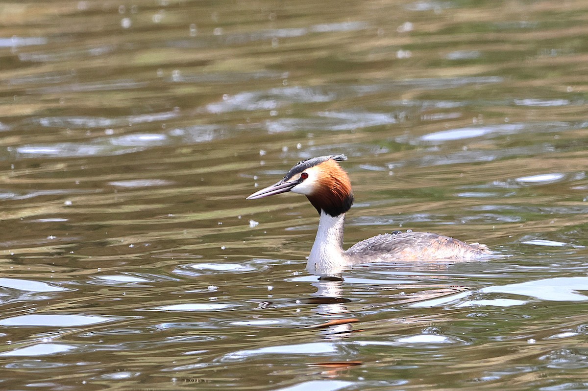 Great Crested Grebe - ML617335144
