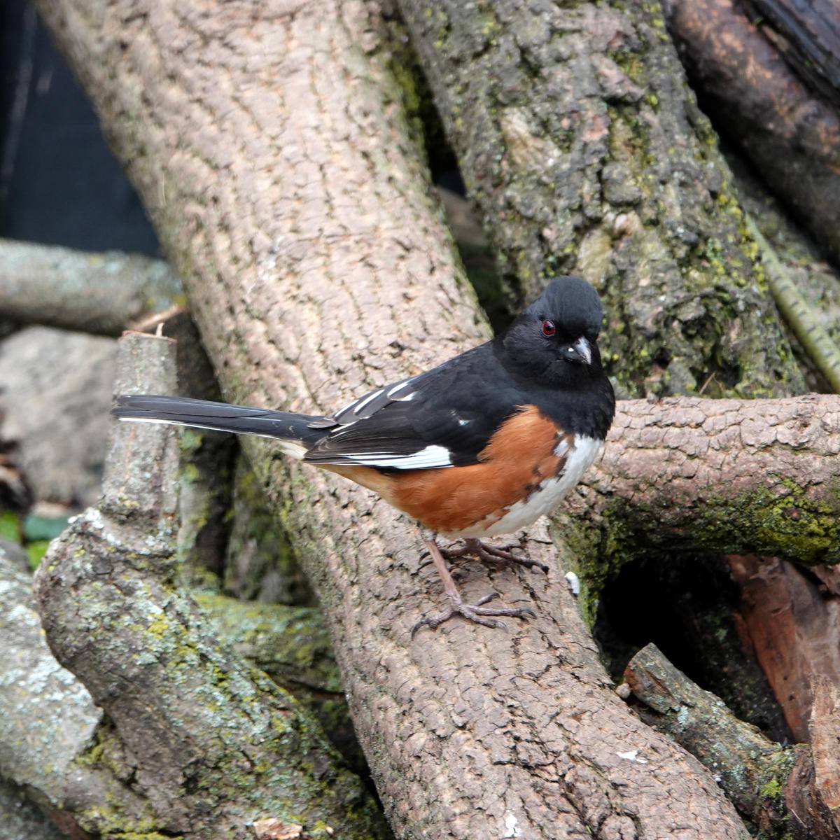 Eastern Towhee - ML617335146