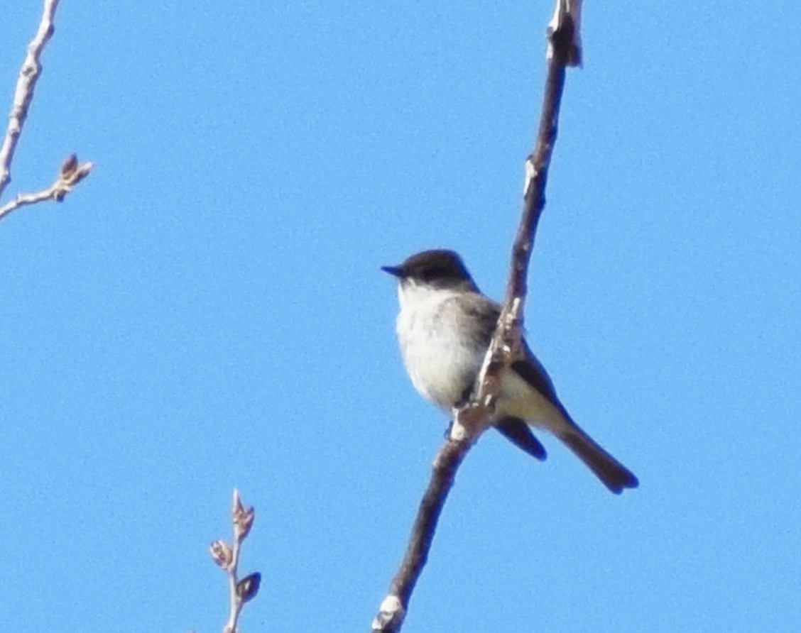 Eastern Phoebe - ML617335151