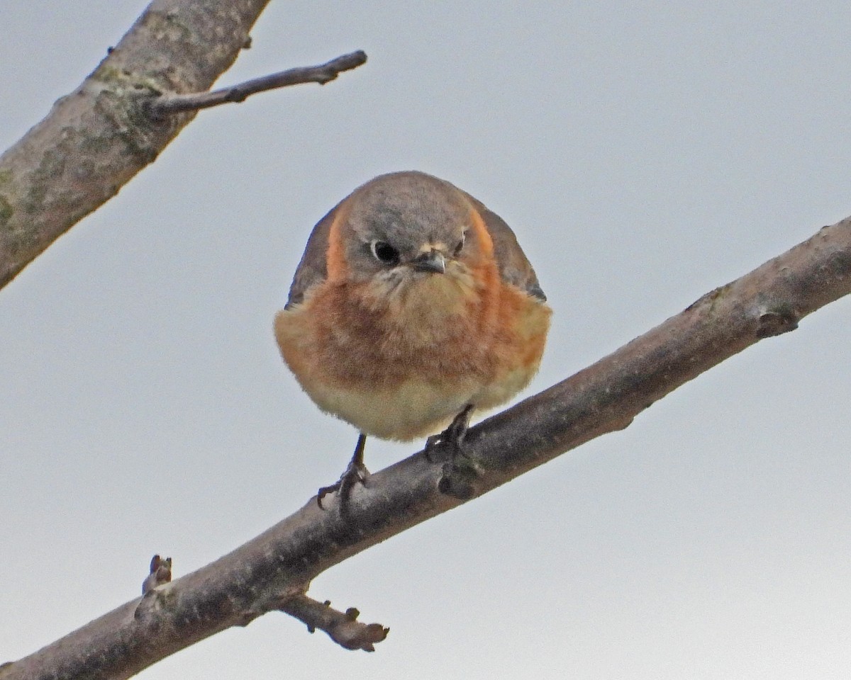 Eastern Bluebird - Aubrey Merrill