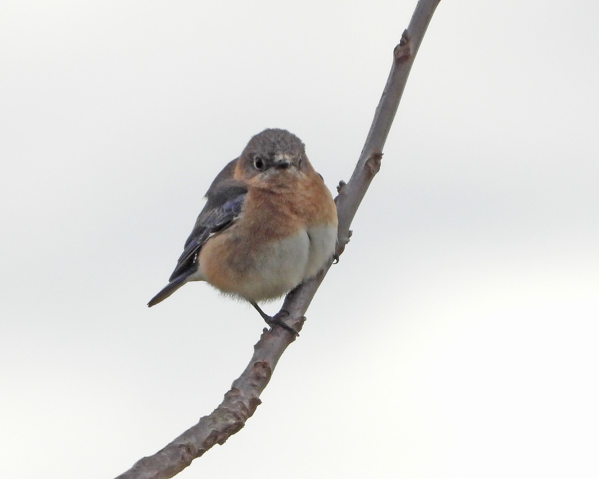 Eastern Bluebird - Aubrey Merrill