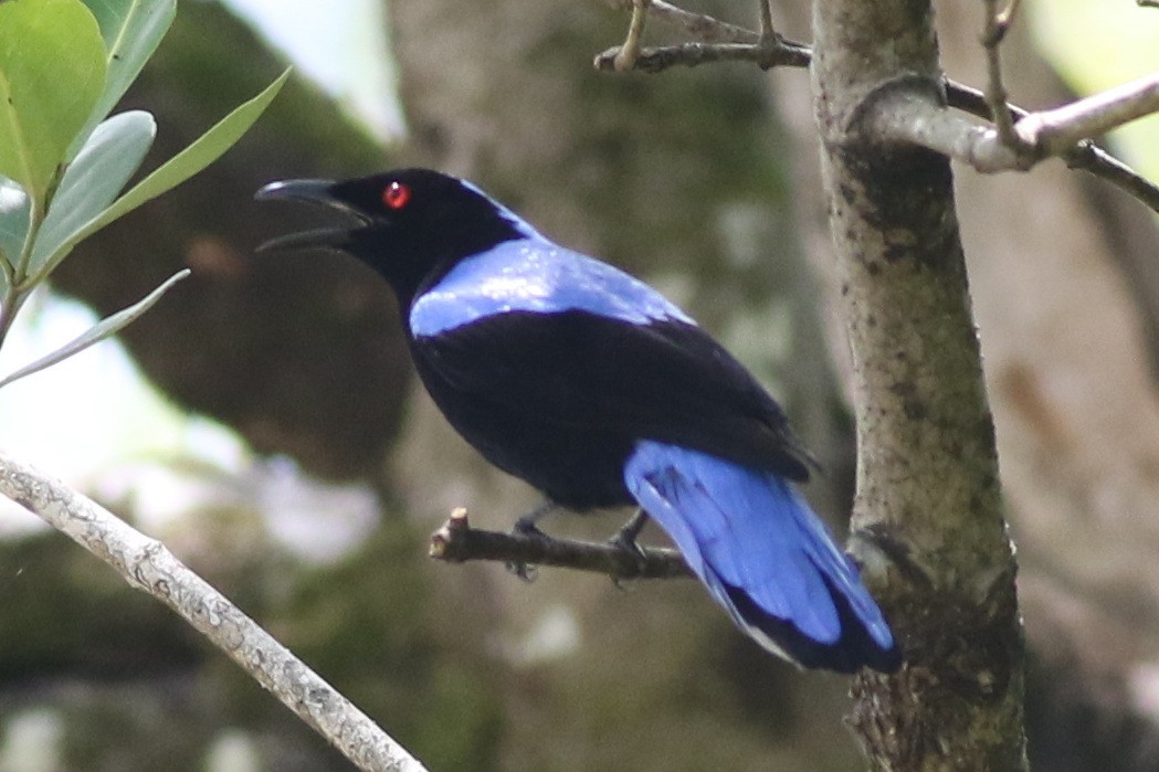 Asian Fairy-bluebird - ML617335209