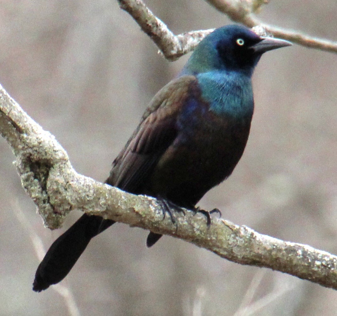 Common Grackle (Bronzed) - ML617335215