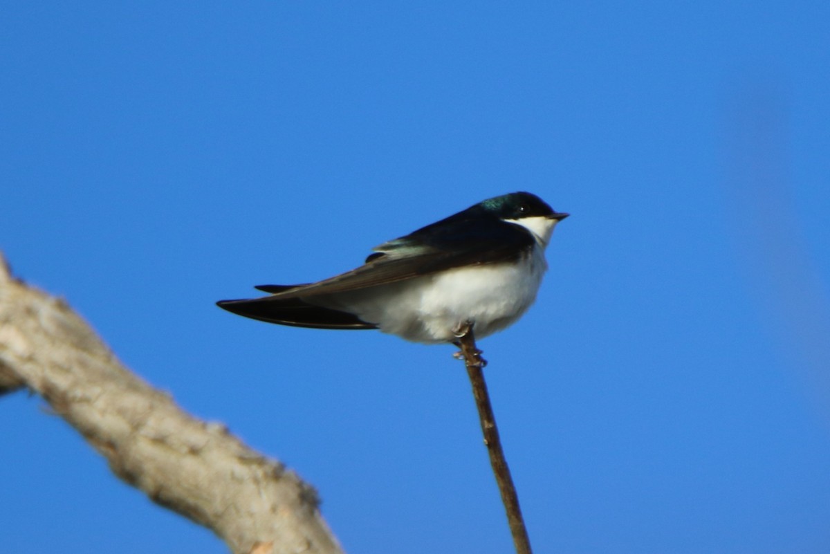 Golondrina Bicolor - ML617335254