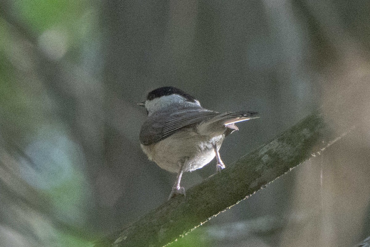 Carolina Chickadee - ML617335276