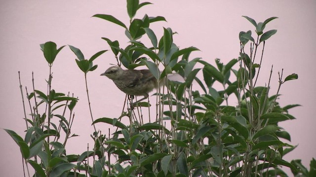 Chalk-browed Mockingbird - ML617335281