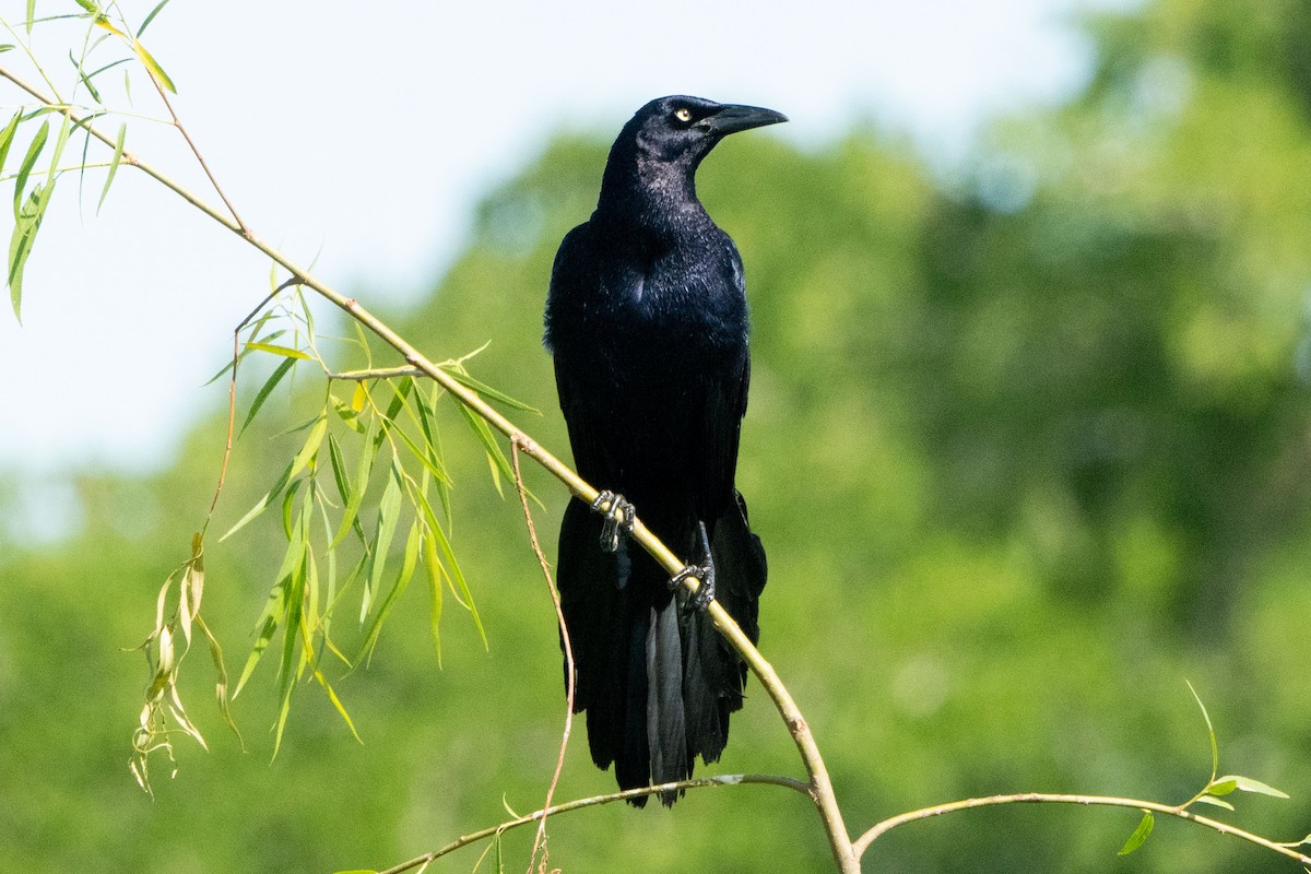Great-tailed Grackle - ML617335284