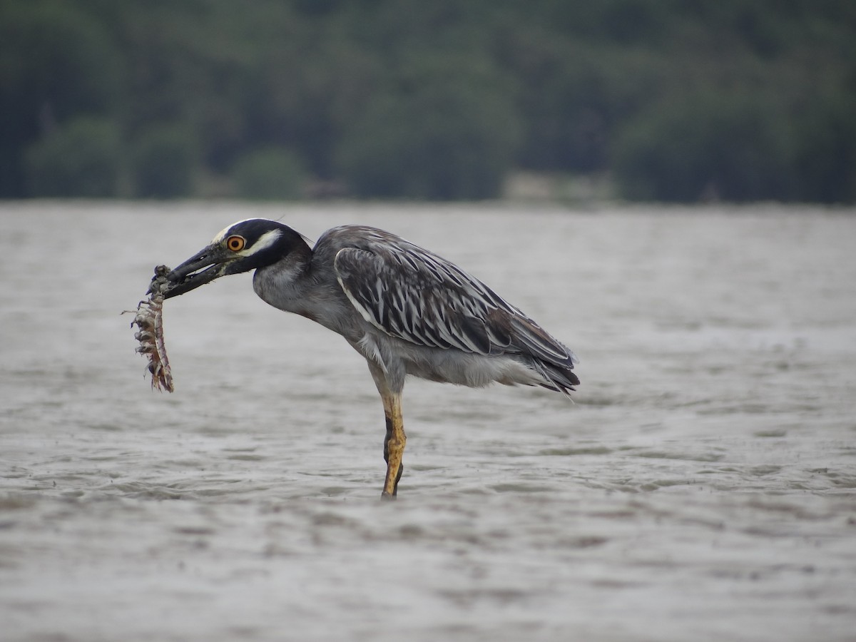 Yellow-crowned Night Heron - ML617335293