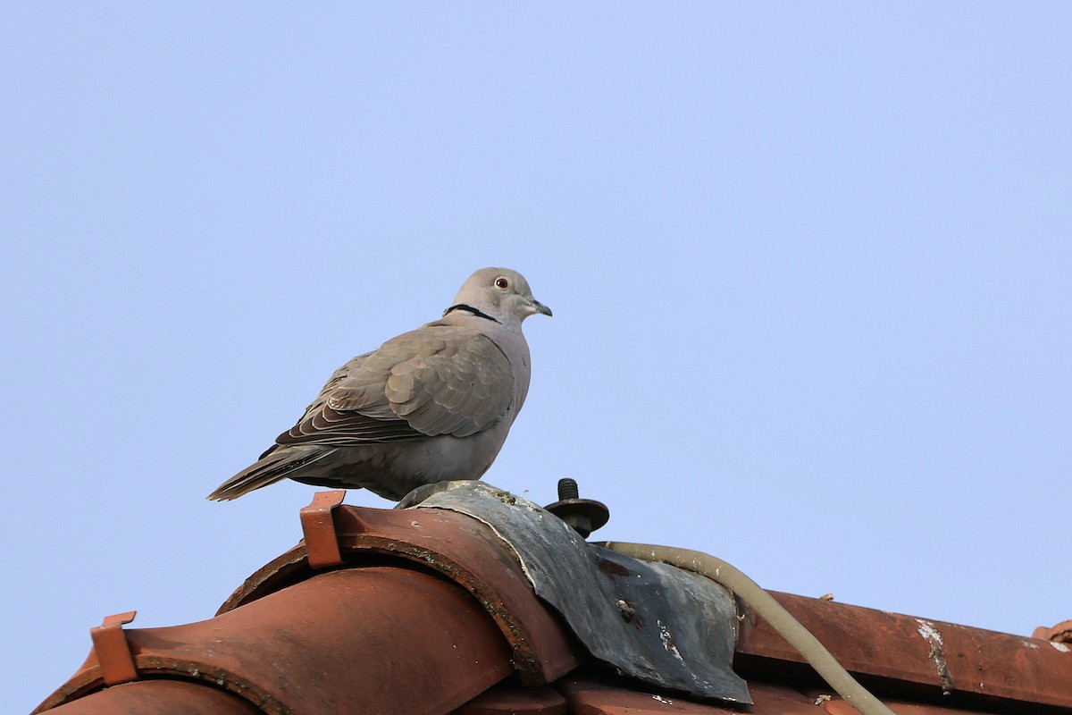 Eurasian Collared-Dove - ML617335324