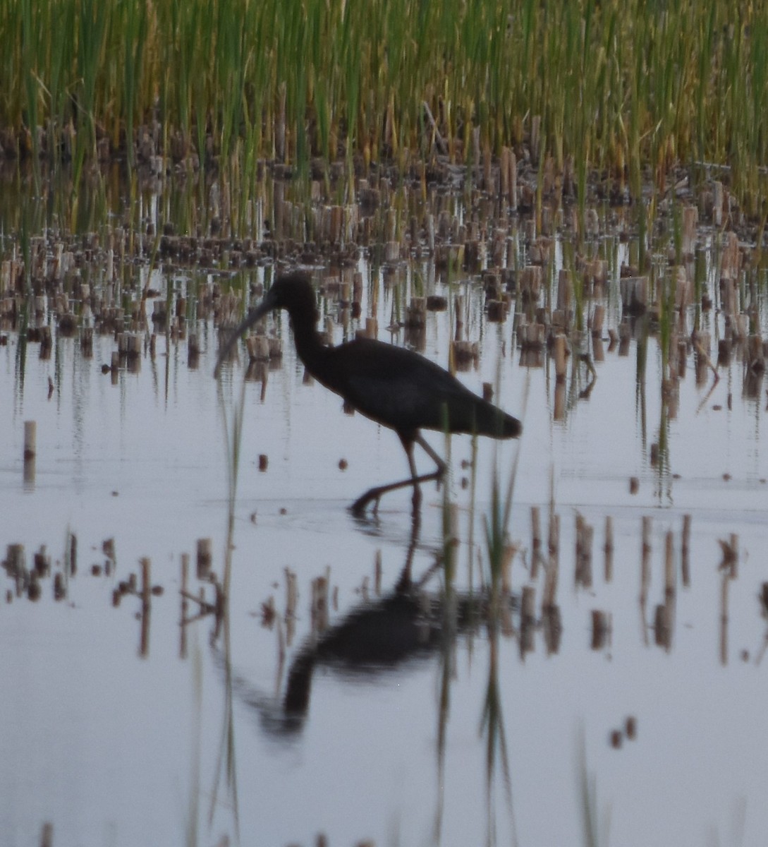 Glossy Ibis - Rob Cassady