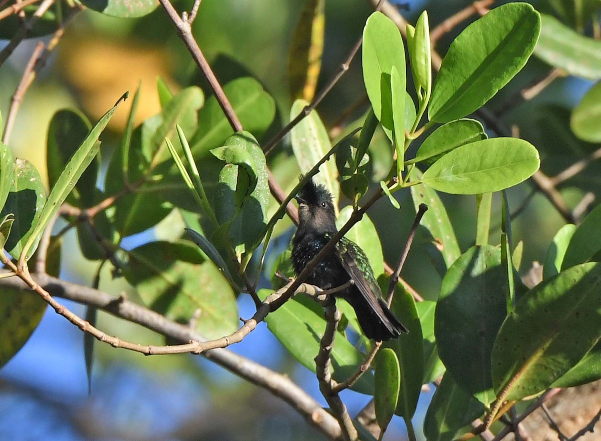 Antillean Crested Hummingbird - ML617335411
