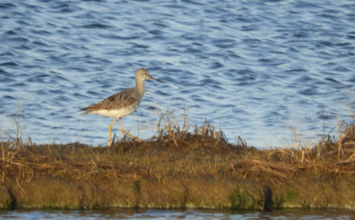 Greater Yellowlegs - ML617335458