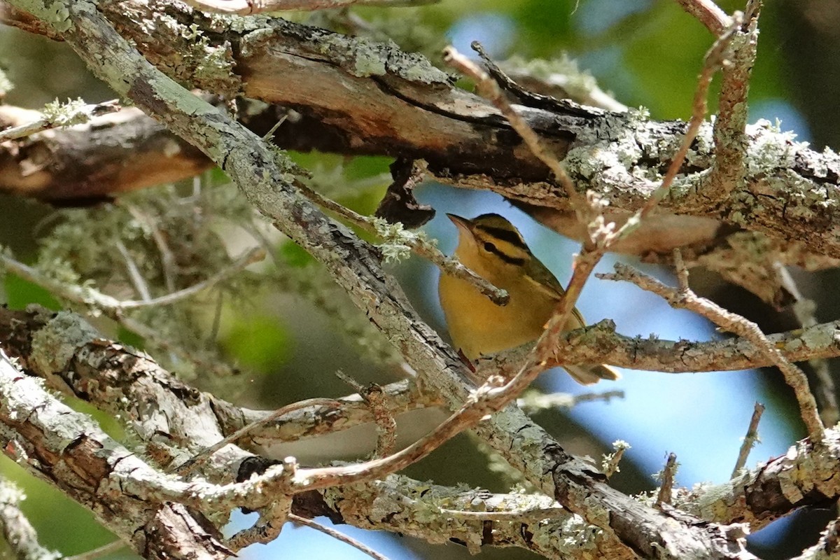 Worm-eating Warbler - ML617335479