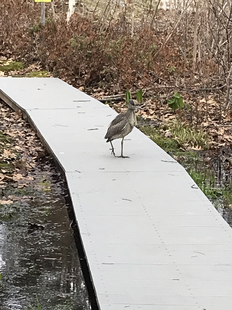 Yellow-crowned Night Heron - ML617335504