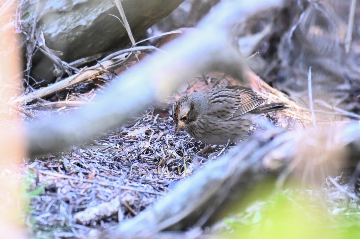 Lincoln's Sparrow - Hannes Leonard