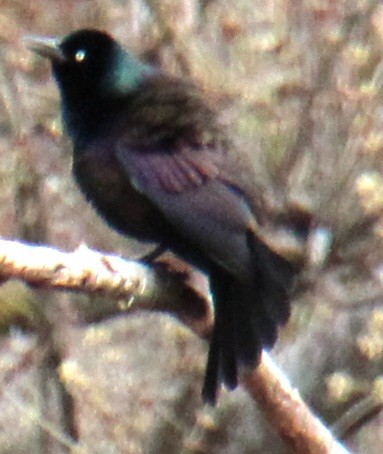 Common Grackle (Bronzed) - ML617335517