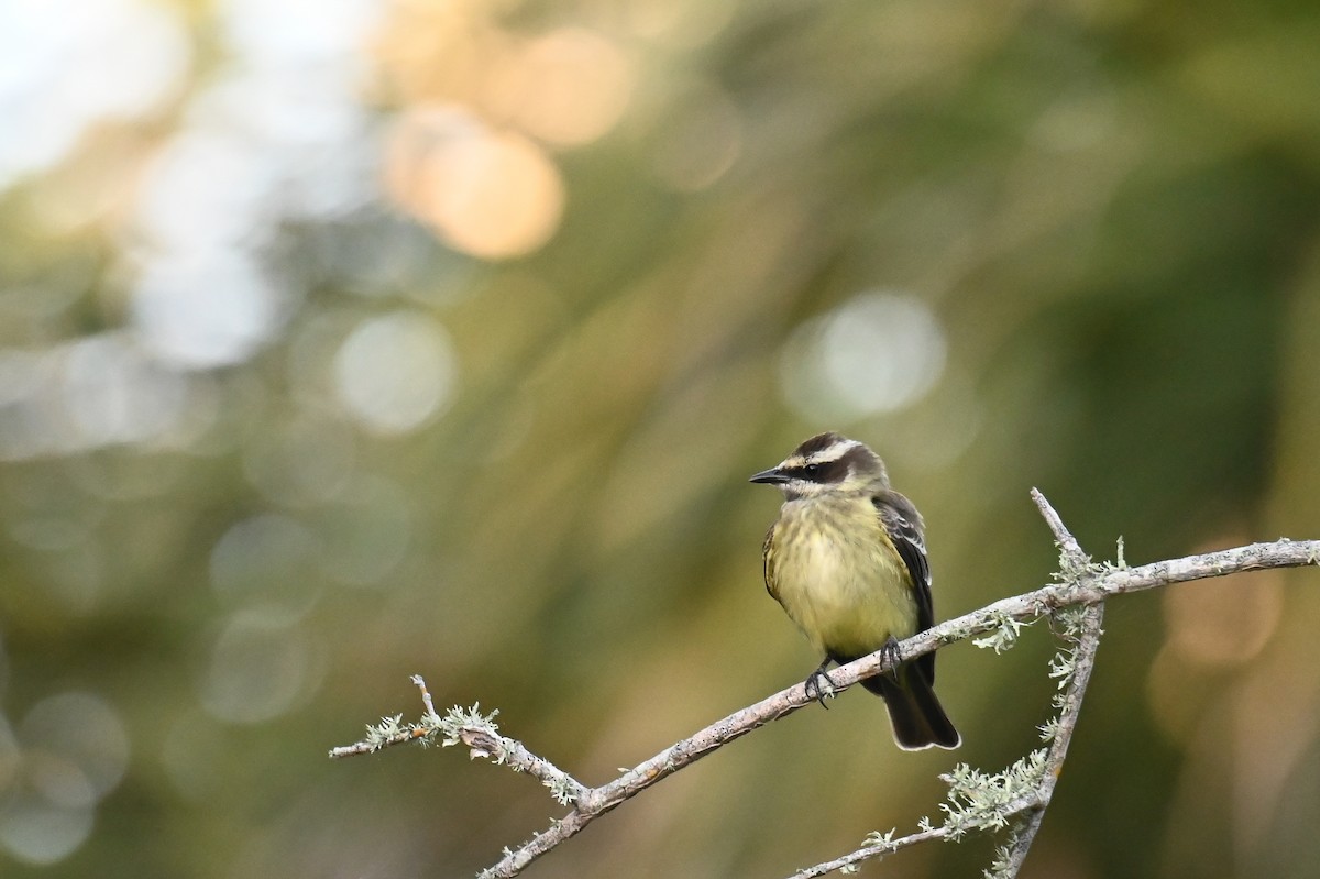 Piratic Flycatcher - Hannes Leonard