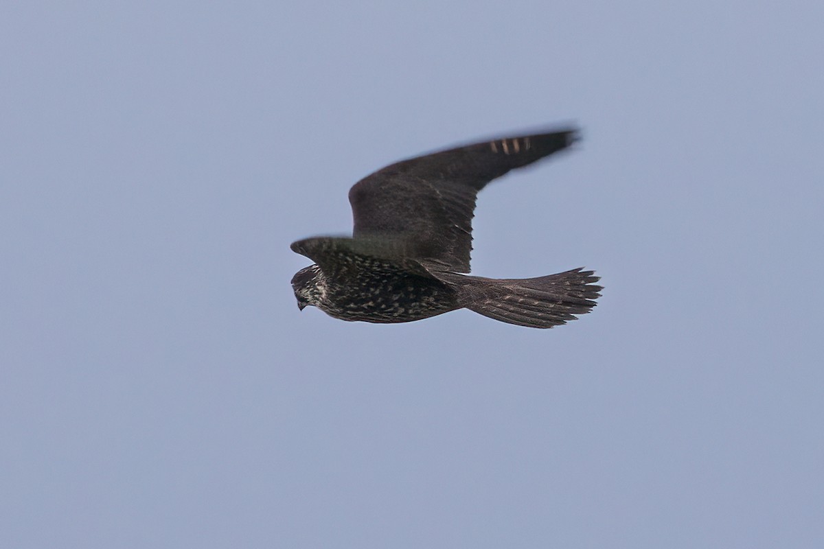 Peregrine Falcon - ML617335570