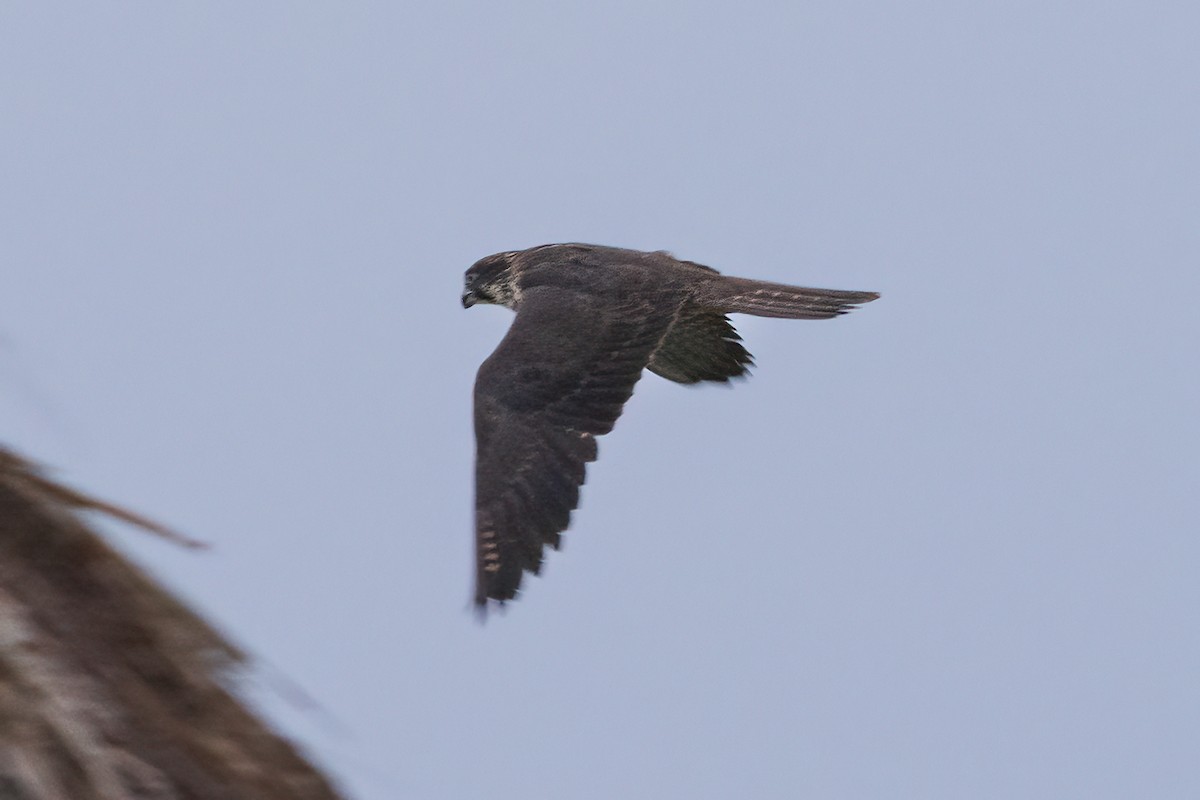 Peregrine Falcon - ML617335571