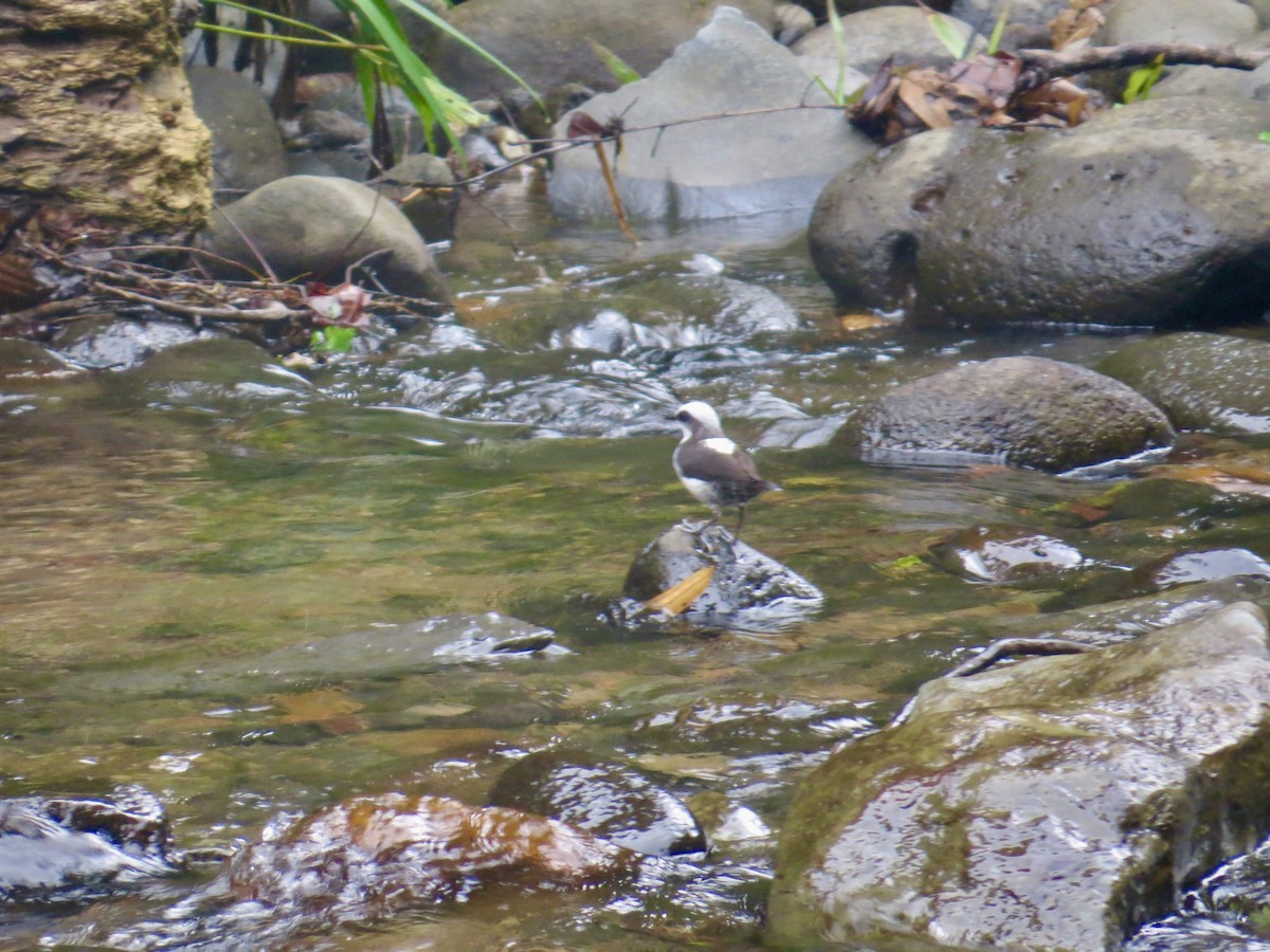 White-capped Dipper (White-bellied) - ML617335609